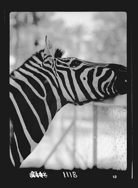 Foto: Khartum Zoo, Sudan, Afrika, Matson Fotoservice, 1936, Zebra, Tier - Bild 1 von 1